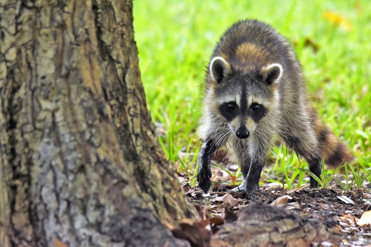 Amerikanac spasio rakuna. Rakun ga izgrizao, ispostavilo se da ima bjesnoću