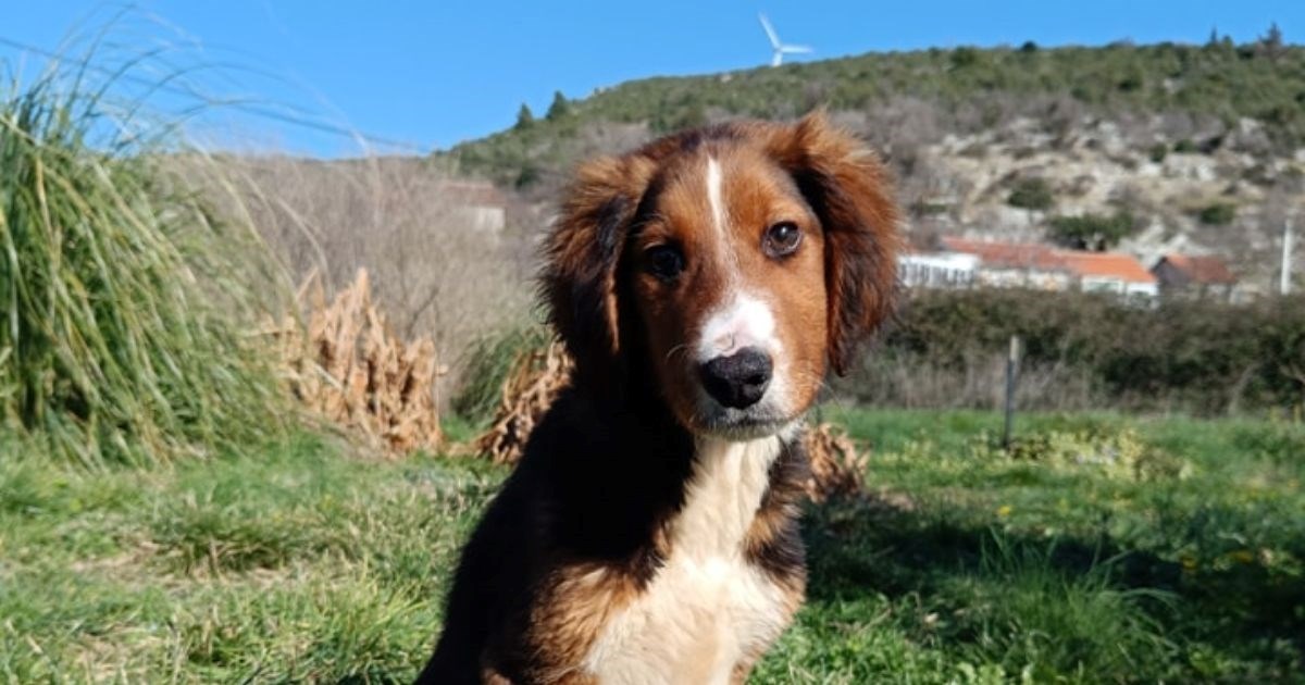 Milo je imao težak početak, ali spreman je za novi dom. Pomozimo mu da ga pronađe