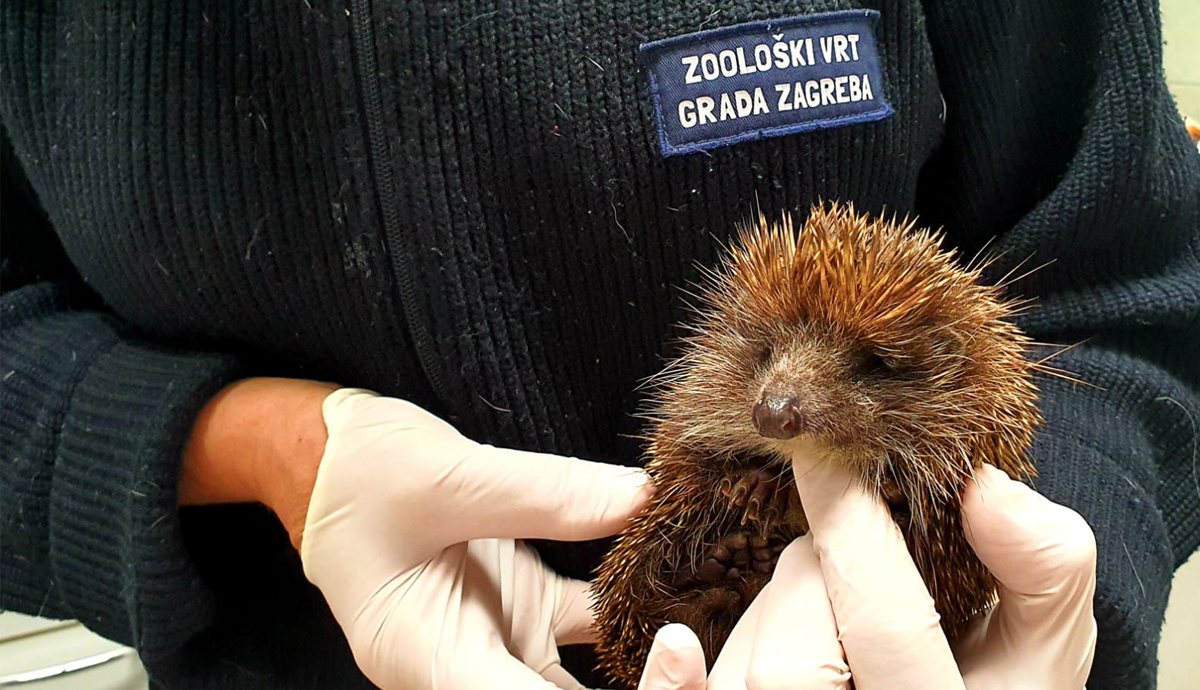 Samo u jednom danu spasili su ozlijeđenog srndaća, ježeve, vrane, golubove i grlice