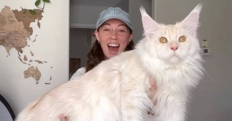 Djevojka kupila bijelog mačića pa se poslije 9 mjeseci šokirala koliko je izrastao