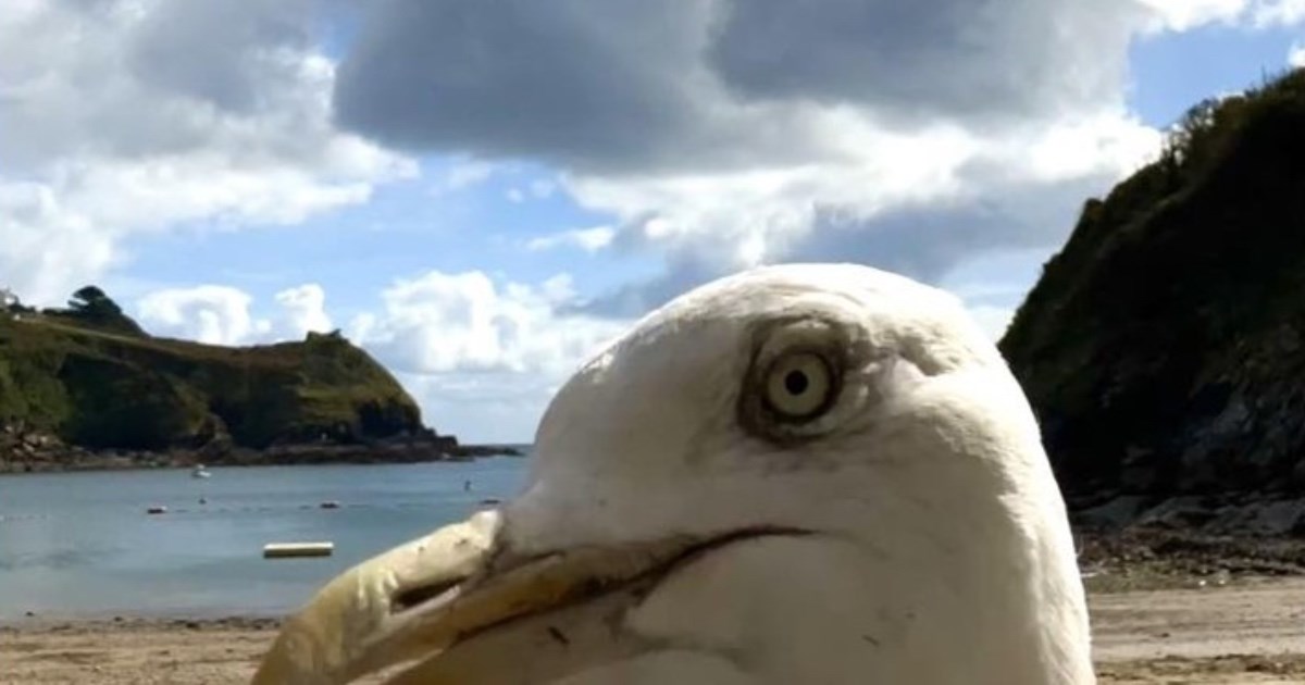 Galeb pronašao mobitel na plaži pa napravio selfie