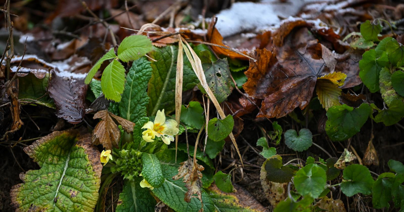Vjesnici proljeća: Procvali jaglaci u Samoboru 🥰