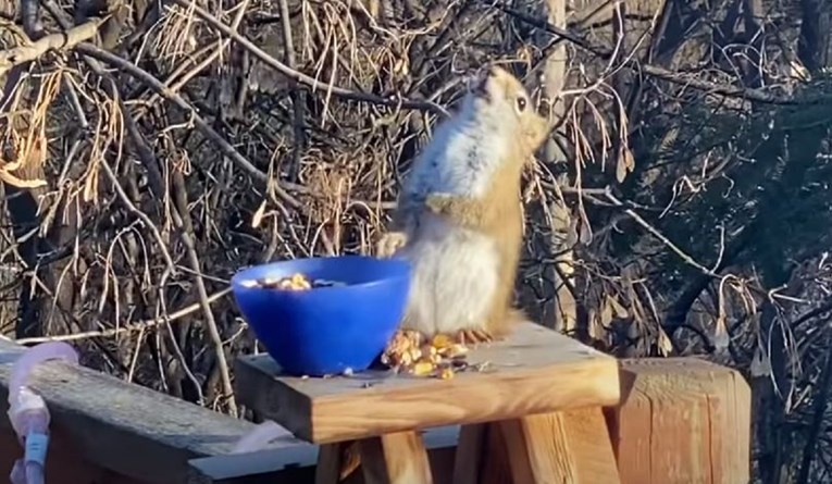 VIDEO Vjeverica jedva stajala na nogama nakon što se najela fermentiranih krušaka