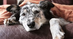 Torzija želuca je vrlo opasna i često kobna za pse. Saznajte simptome