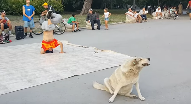 Pas gledao ulične plesače pa i on počeo plesati i ukrao im show