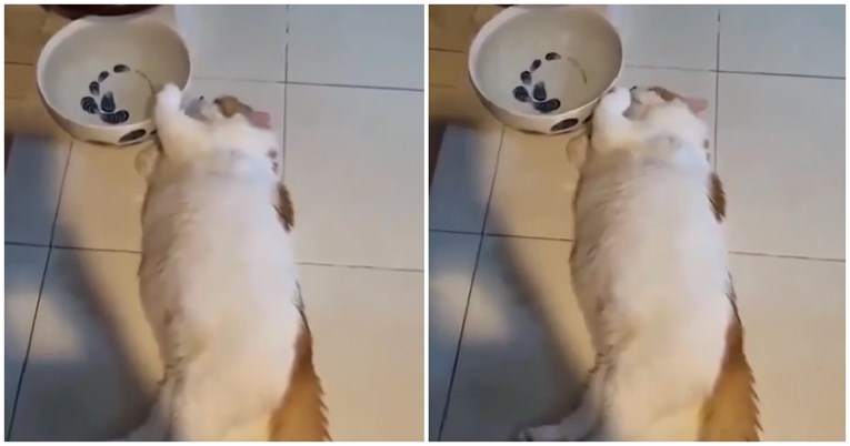 Lijena mačka nasmijala je internet, pogledajte kako pije vodu