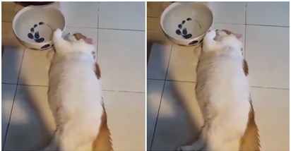Lijena mačka nasmijala je internet, pogledajte kako pije vodu