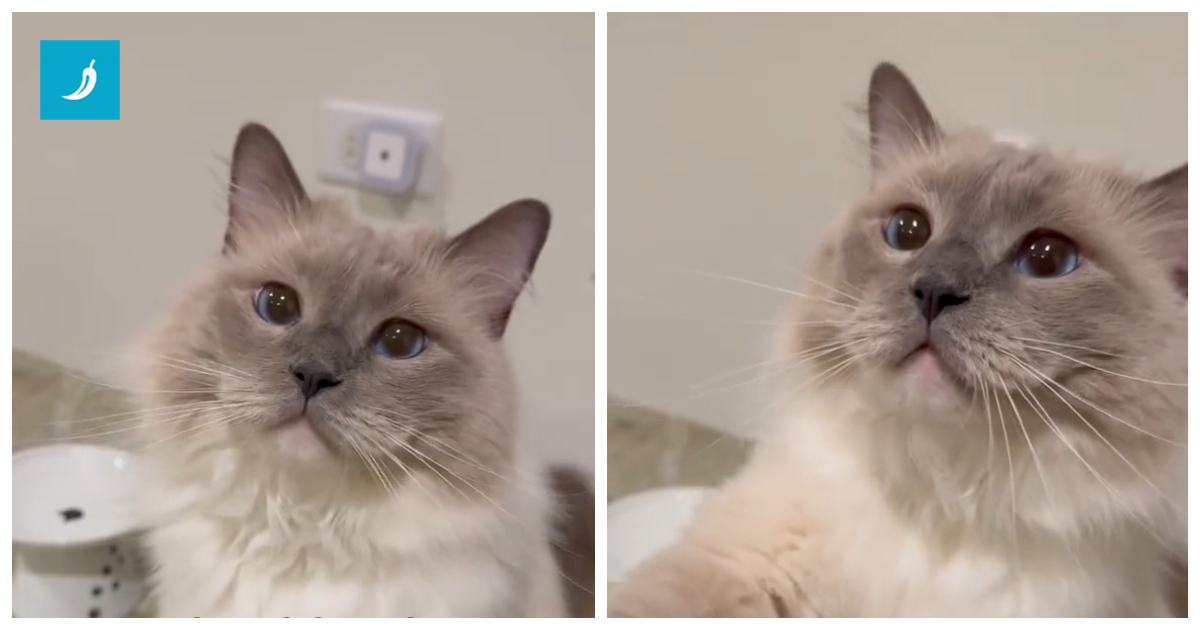 Mačak koji traži vlasnicu da mu da pusu osvojio je internet