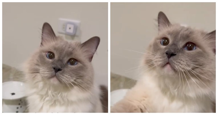Mačak koji traži vlasnicu da mu da pusu osvojio je internet