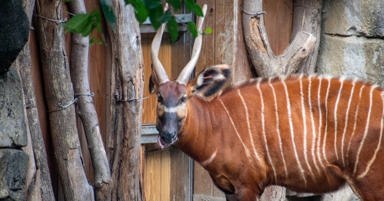 Britanski ZOO predstavio iznimno rijetku i prekrasnu životinju