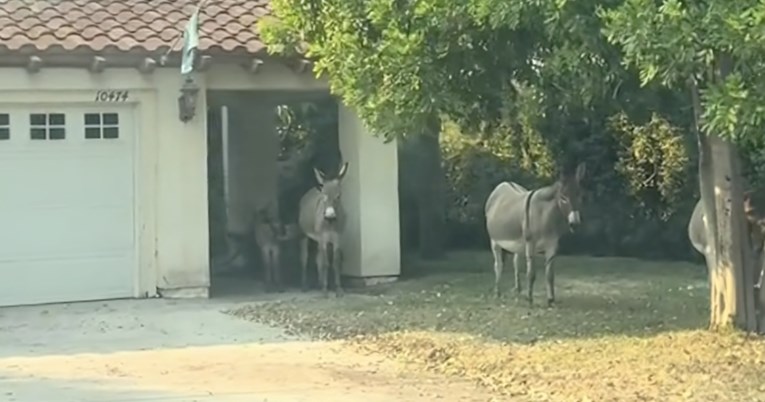 Žena pred kućom ugledala goste iznenađenja, prizor ju je raznježio