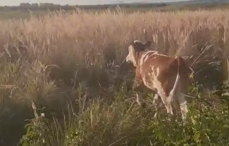 Lešina krave osam dana leži kod Biograda, tele kruži oko nje