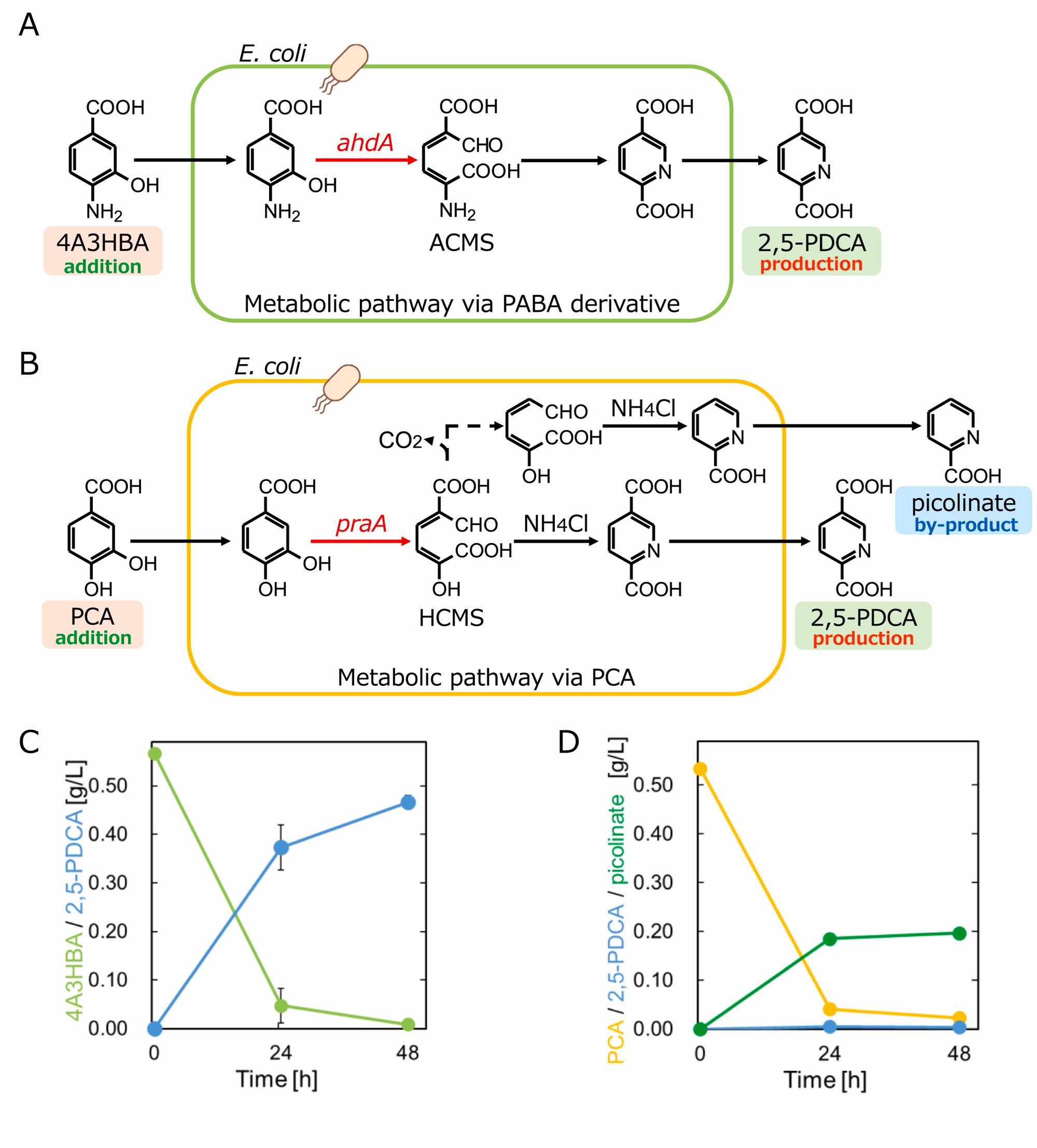 Bakterije stvaraju biorazgradivu plastiku