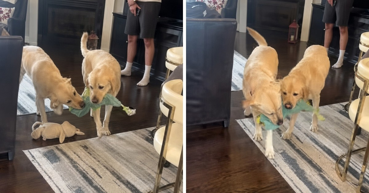 Labradori se nisu vidjeli gotovo četiri godine, pogledajte njihov ponovni susret