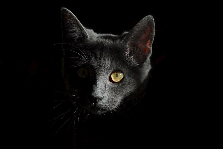 "Mačka me promatra u mraku. Može li me ona zaista vidjeti?"