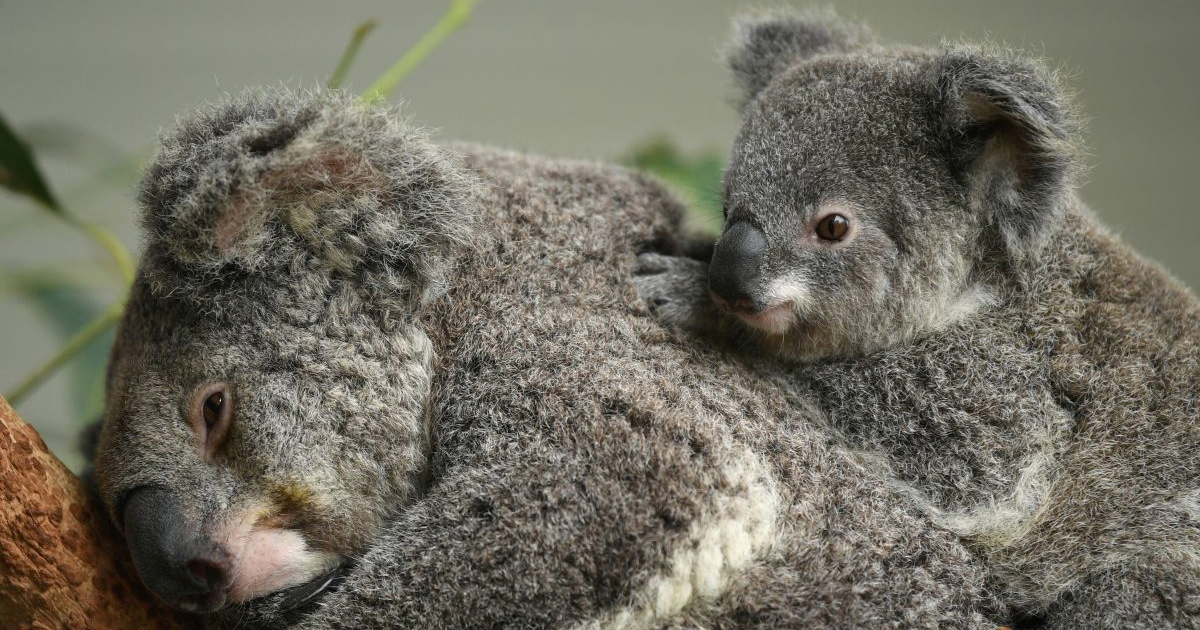Odobreno cjepivo za suzbijanje epidemije klamidije koja masovno ubija koale