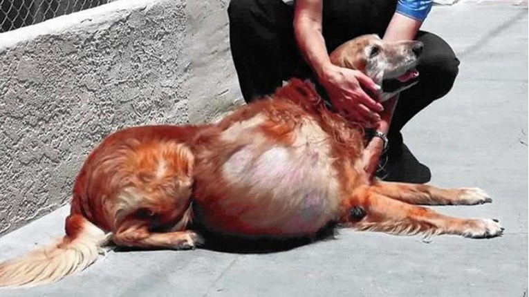 Ono što je ovaj pas preživio ne viđa se svaki dan