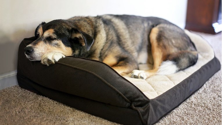 Položaj u kojem vaš pas spava može vam reći puno o njegovoj osobnosti i stanju