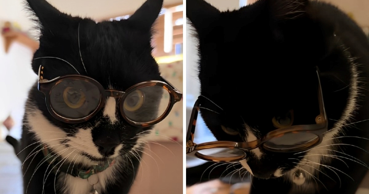 1,2 mil. pregleda: Mačak s naočalama postao internetska senzacija na TikToku