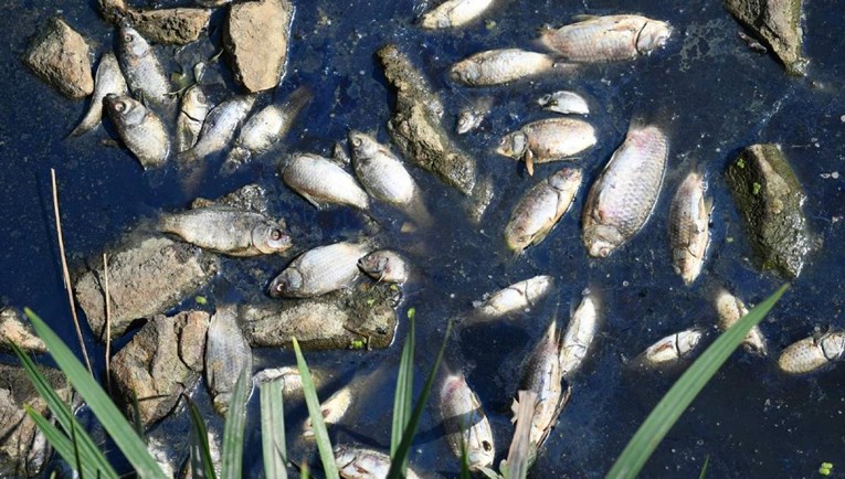 VIDEO Ispražnjeno jezero Lisičine, tone mrtve ribe prekrile kanal. Ribiči šokirani