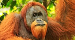 Studija: Orangutani u zatočeništvu smišljaju novi način komunikacije