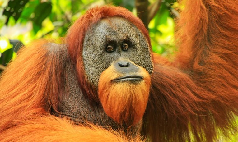 Istraživanje: Orangutani u zatočeništvu počinju komunicirati na novi način 