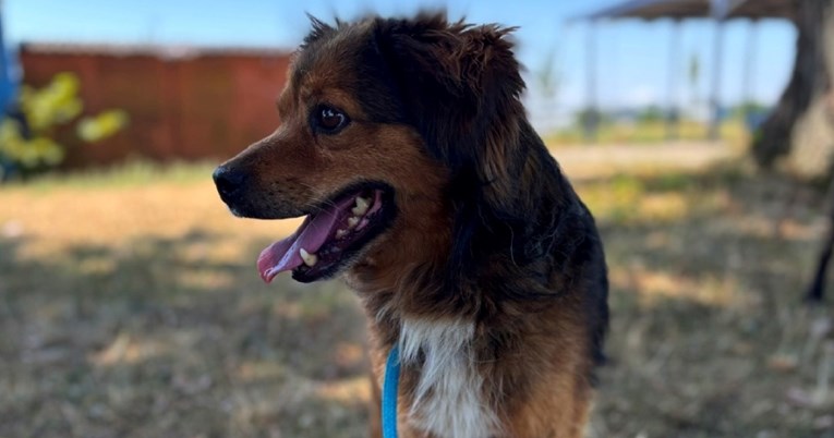 Nisu čistokrvni, ali su neponovljivi: Mješanci danas imaju svoj dan