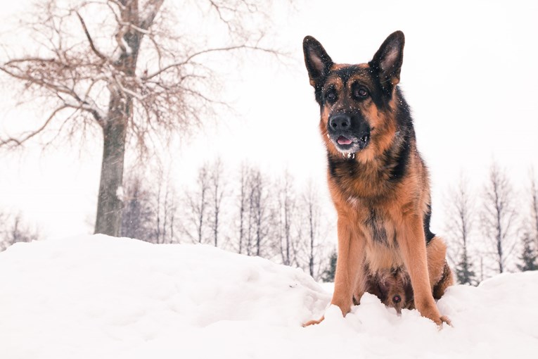 Pronašli su psa u snijegu kraj ceste, nisu mogli vjerovati što je krio pod sobom