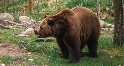 Evo kako djelatnici zoološkog vrta u Michiganu zabavljaju svoje medvjede