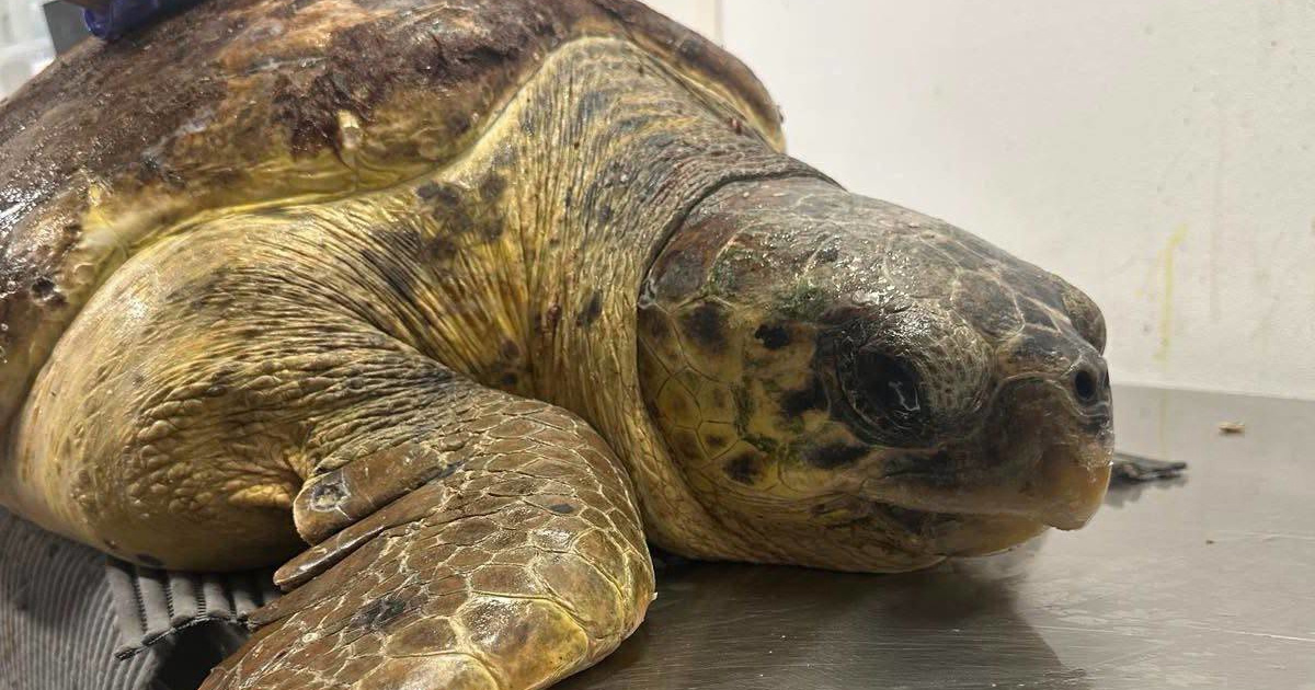 Tužne vijesti iz Pule: Uginula glavata želva Dina, bila je stara oko 25 godina