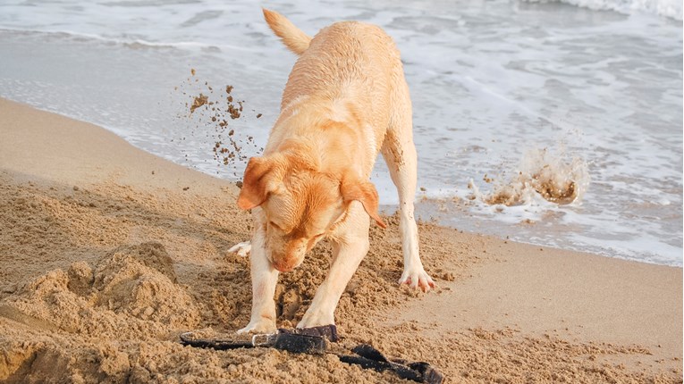 Štene se trudilo iskopati rupu u pijesku na plaži, no nešto mu je smetalo