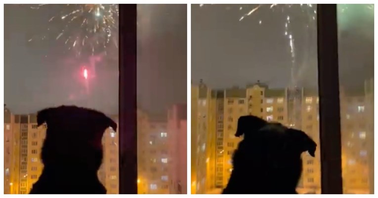 Radoznali pas oduševio je milijune diljem svijeta, pogledajte kako uživa u vatrometu