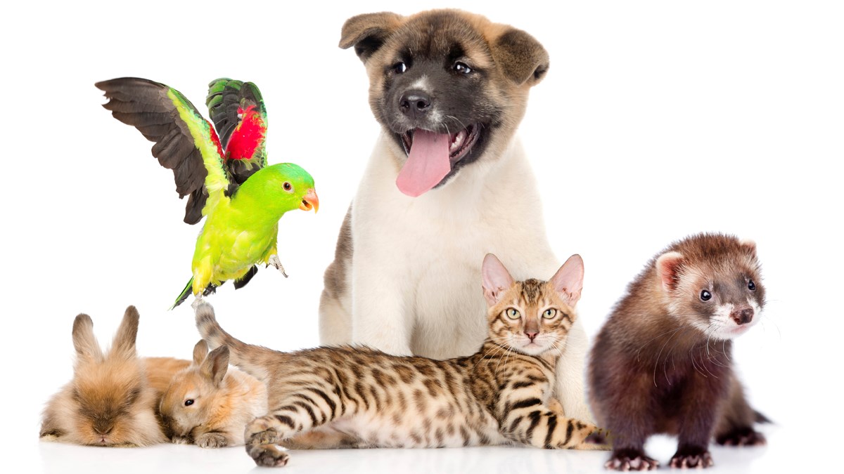 Danas je Međunarodni dan zaštite životinja