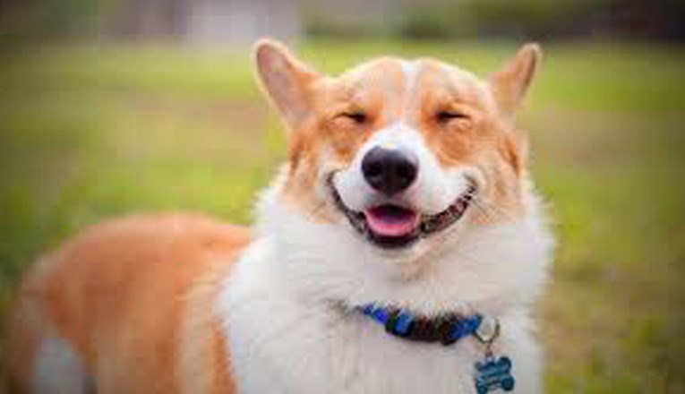 Saznajte kako izgleda kada vam se pas nasmije