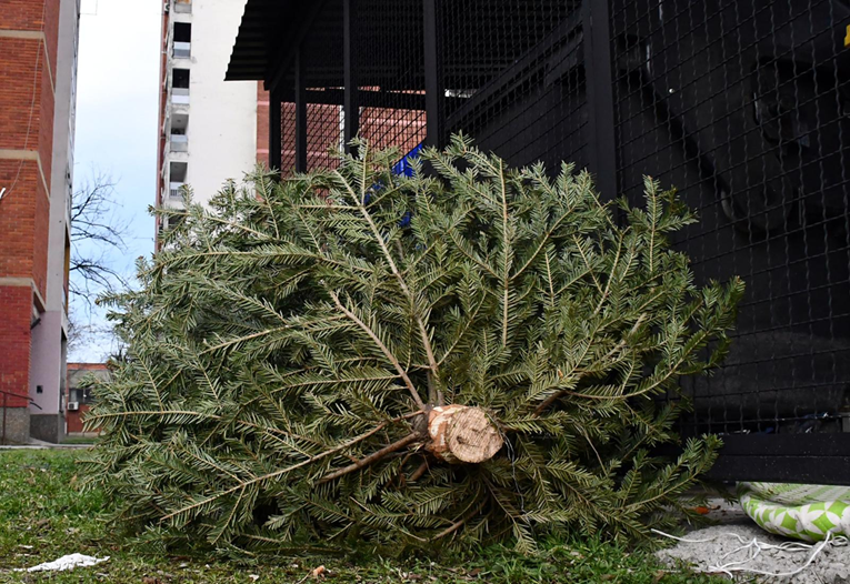 Mladići iščupali božićnu jelku iz ležišta u Varaždinu. Jedan ju vukao po ulici