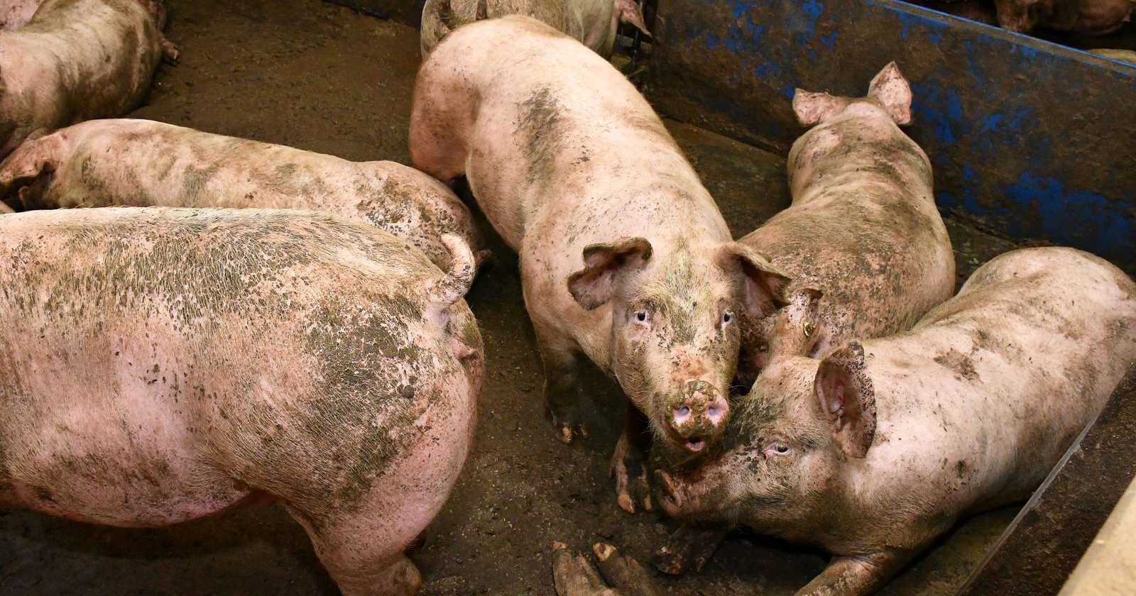 Ministar: Zaustavljeno je širenje afričke svinjske kuge, svinjokolja nije upitna