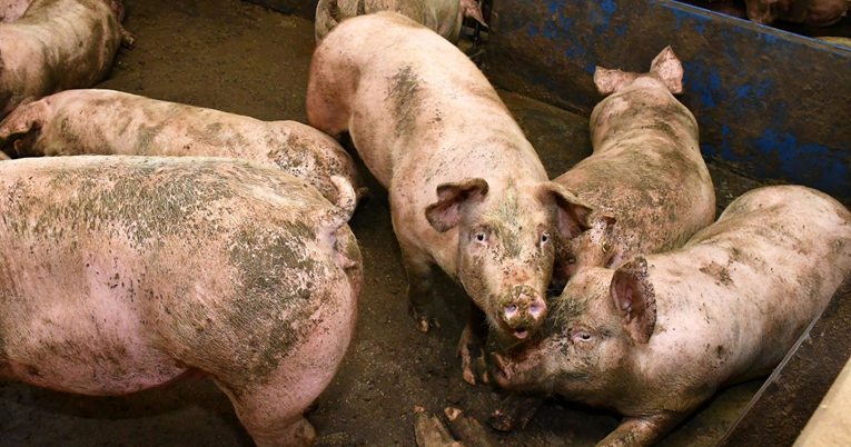 Ministar: Zaustavljeno je širenje afričke svinjske kuge, svinjokolja nije upitna