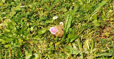 Ovo su "kolačići" koje će zbog lisica bacati iz aviona. Nemojte ih dirati