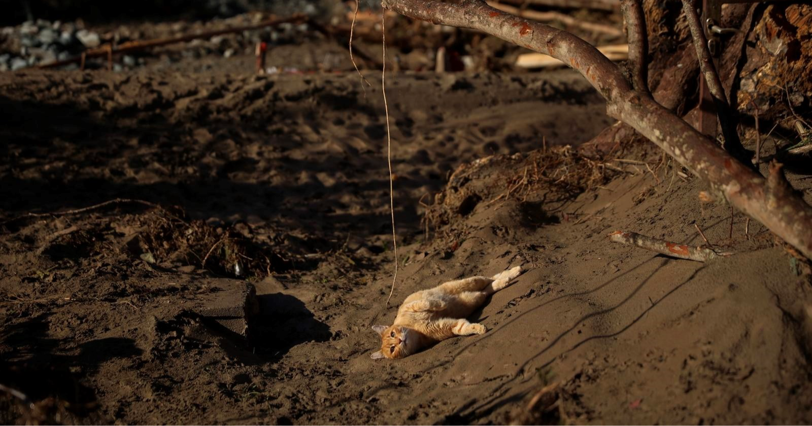 Prizor dana: Maca se kod Fojnice odmara na suncu usred ruševina uzrokovanih poplavama