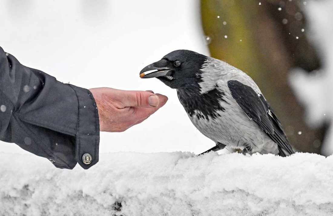 Snalažljive ptice: Kako vrane preživljavaju zimu u Zagrebu