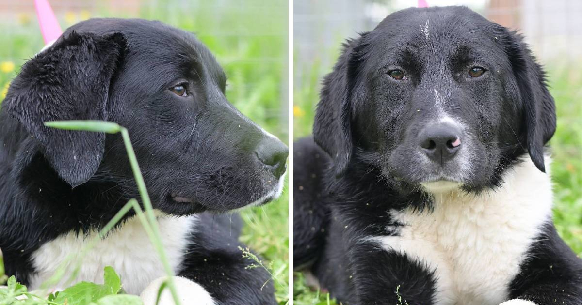 Perko nestrpljivo čeka ljude koji će mu pružiti ljubav i topli dom