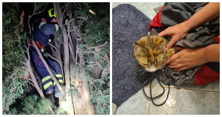 Žena u Rovinju spašavala mačku sa stabla. Na kraju ih obje spašavali vatrogasci