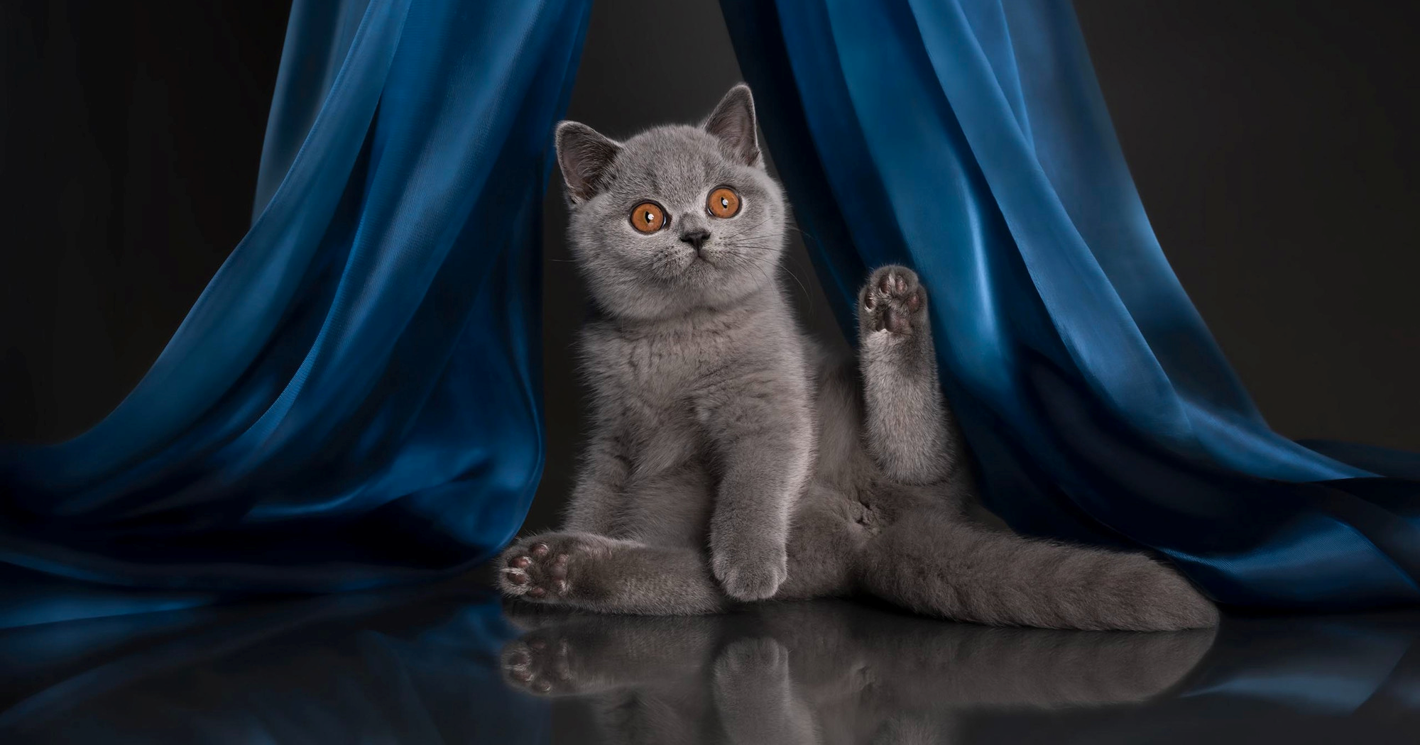 U Rijeci će ovog vikenda biti hrpa preslatkih maca. Dočekat će ih domaćin Miško