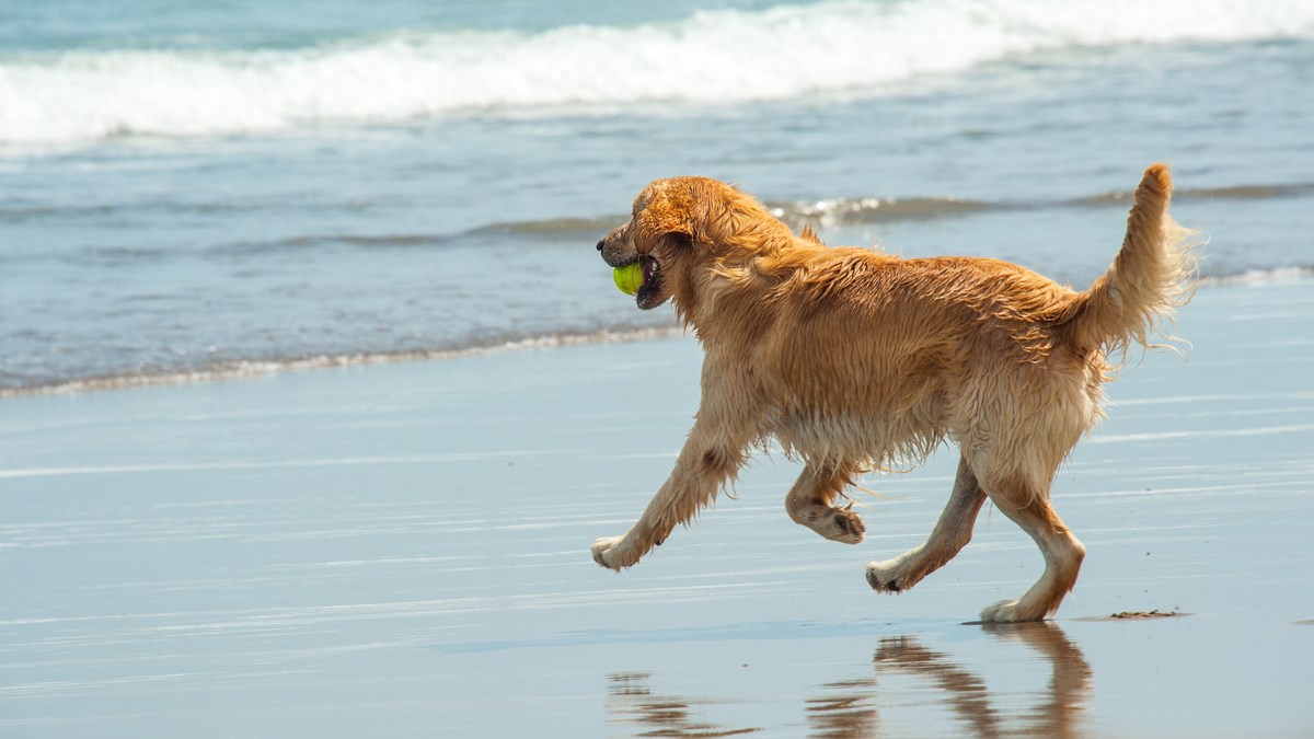 Visoke temperature zahtijevaju i dodatnu brigu za ljubimce. Pazite na njih