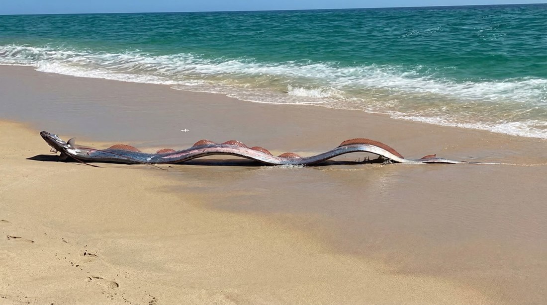 Dvije rijetke "ribe sudnjeg dana" pronađene na obali u Meksiku