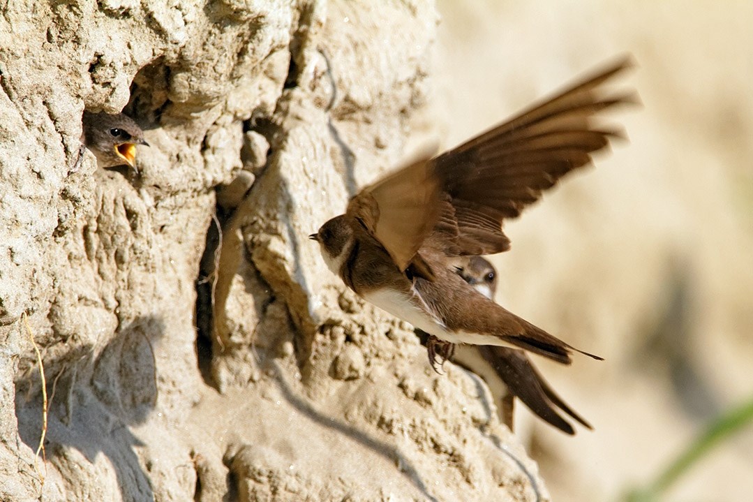Znate li koja je najugroženija riječna ptica u Hrvatskoj?
