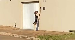 Snalažljivi pas sam naučio kako pozvoniti na vrata kuće, video je hit