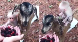 VIDEO Ova koza najbolja je prijateljica s majmunom, pogledajte kako zajedno jedu