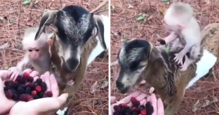 Pogledajte kako ova koza i majmun zajedno jedu, snimka ima četiri milijuna pregleda