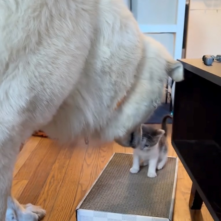 Pas od 45 kilograma igra se s mačićem, prizor topi srca